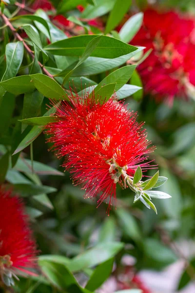 Hermosas Flores Pincel Rojo Con Hojas Verdes Estambres Cerca Arbusto — Foto de Stock