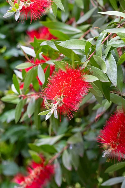 Planta Flores Pincel Rojo Con Hojas Verdes Estambres Jardín Callistemon — Foto de Stock