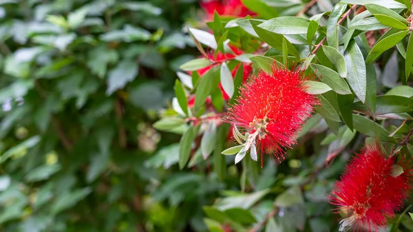 Hermosas Flores Pincel Rojo Con Hojas Verdes Estambres Cerca Callistemon — Foto de Stock