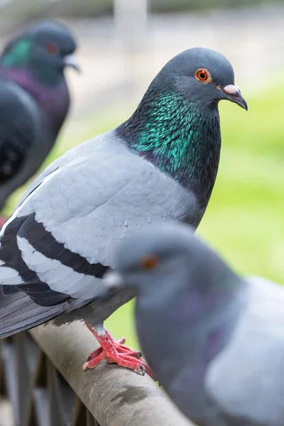 Wild urban street pigeon in the park. Gray doves close up. Vertical view