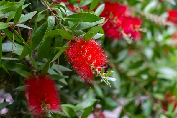 Hermosas Flores Pincel Rojo Con Hojas Verdes Estambres Cerca Arbusto — Foto de Stock