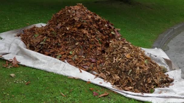 一堆堆倾斜的秋天落叶在公园的一块布上 上面铺着青草 公众地方清洁 — 图库视频影像