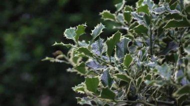 Bahçede Ilex aquifolium Argentea Marginata yaprakları var. Noel kutsallığı. Kapat.