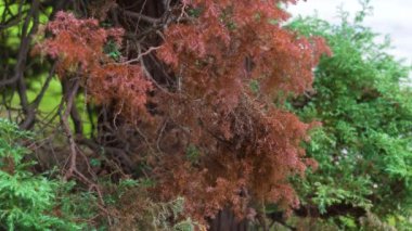 Kuru hastalıklı yapraklar kozalaklı ağaç thuja yakın plan.