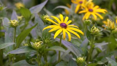 Parkın çiçek tarhında sarı taç yaprakları olan güzel çiçek.