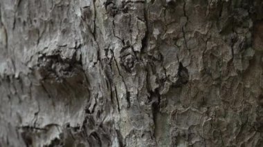 Vahşi ormandaki ağaç kabuğunun kabuklu dokusunu kapatın.