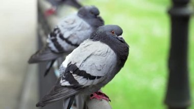 Parktaki vahşi bir güvercinin portresi yeşil çimenlerin arka planında.