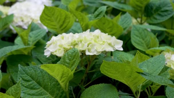 Weiße Hortensien Blühen Auf Einem Blumenbeet Einem Sommerlichen Stadtpark Großaufnahme — Stockvideo