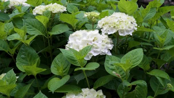 Fehér Hydrangea Hortensia Virágok Kertben Közelről — Stock videók