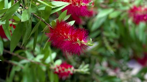 瓶刷红花 Callistemon 西班牙花园中的装饰澳大利亚灌木 — 图库视频影像