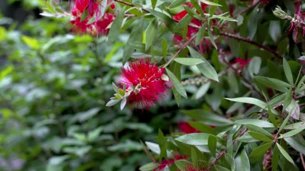 Vackra Röda Bottlebrush Blommor Med Gröna Blad Och Uthållighet Närbild — Stockvideo