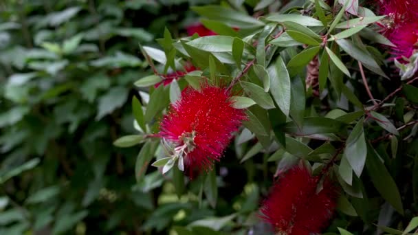 Bottlebrush Flor Vermelha Callistemon Close Arbusto Australiano Ornamental Jardim Espanhol — Vídeo de Stock