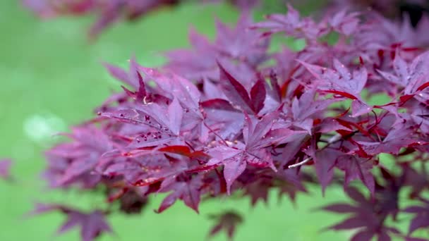Vackra Japanska Lönn Rött Löv Nära Håll Trädgård Japan — Stockvideo