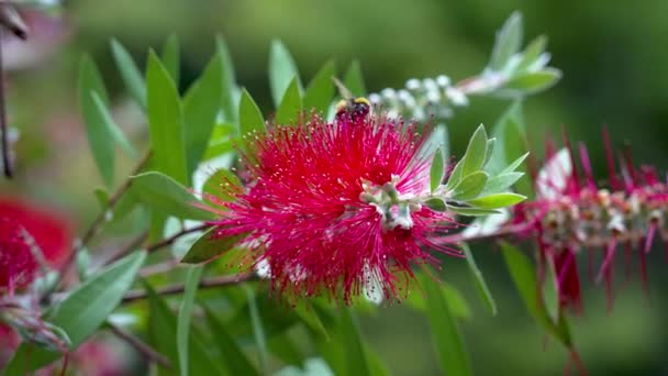 Beautiful Red Bottlebrush Flowers Green Leaves Bumblebee Garden Bush Callistemon — Stock Video