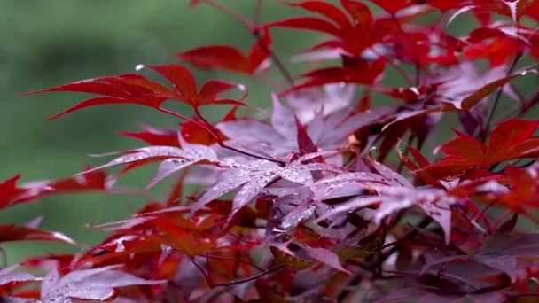 Kırmızı Japon Akçaağaç Yaprakları Japonya Geleneksel Bahçe Ağacı Sonbahar Yaprağı — Stok video