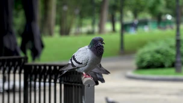 Pigeon Urbain Sauvage Dans Parc Colombe Grise Gros Plan — Video