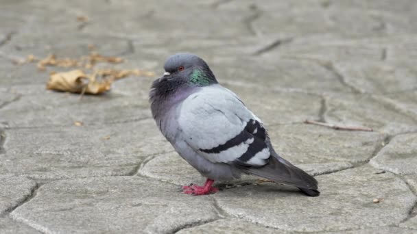Pigeon Urbain Sauvage Dans Parc Colombe Grise Gros Plan — Video