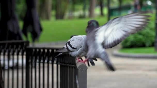 Szürke Galamb Városi Parkban Ornitológiai Fogalom — Stock videók