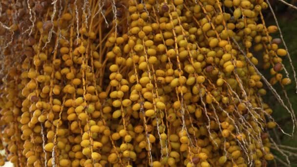 热带棕榈特写的椰枣收获日期 凤仙花树 — 图库视频影像