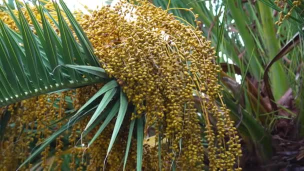 Tropische Phoenix Dactylifera Palmboom Met Trossen Van Dadels Close — Stockvideo