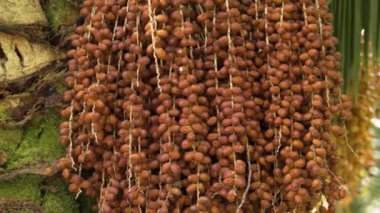 Hurma ağacı (Phoenix Dactylifera). Olgun tropikal meyveler yakın