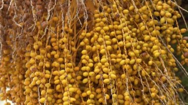 Hurma ağacı (Phoenix Dactylifera). Tropikal meyveler kapanıyor