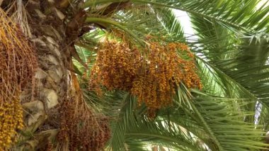 Hurma ağacını (Phoenix Dactylifera) kapat