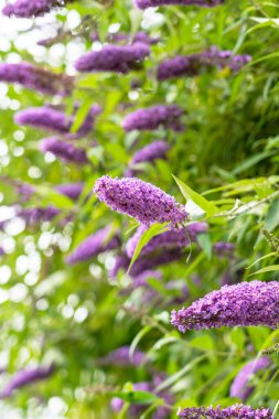 Bahçedeki yeşil yaz yapraklarının arka planında açan mor leylak çiçekleri. Kelebek çalısı. Buddleja çiçeği.