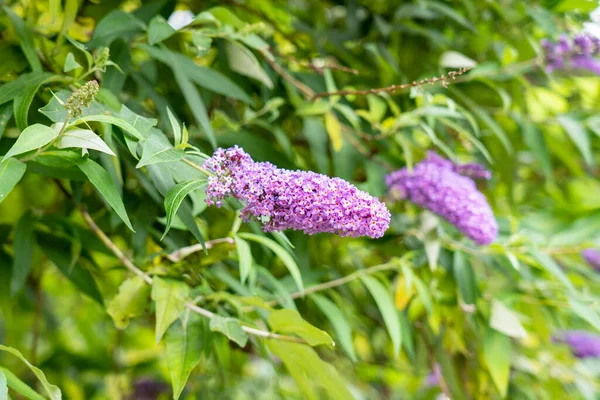 Fioletowe Letnie Kwiaty Lilii Kwitnące Ogród Botaniczny Budda Lub Gałęzie — Zdjęcie stockowe