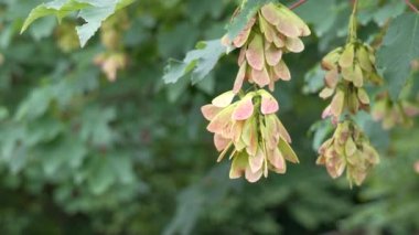 Yaz ormanında çınar ağaçlarının kanatlı tohumları. Acer pseudoplatanus. Kapat.