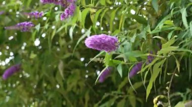 Bahçedeki yeşil yaz yapraklarının arka planında açan mor leylak çiçekleri. Kelebek çalısı. Buddleja çiçeği.