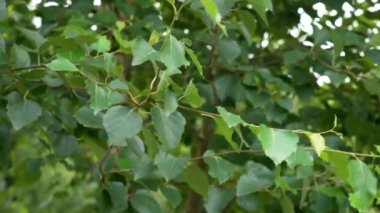 Güzel yemyeşil huş yaprakları rüzgarda sallanıyor. Avrupa iklim görüşü. Betulaceae ailesi.