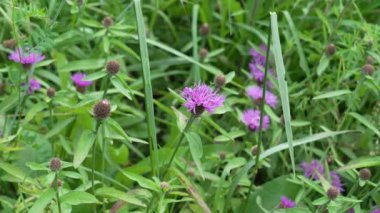 Çimensiz bir tarlanın yeşil çimlerinde yabani mor bir çiçek.