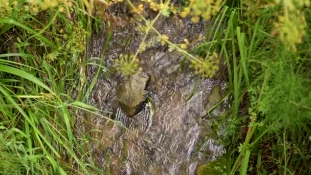 Movimiento Agua Del Arroyo Piedra Con Hierba Verde Cámara Lenta — Vídeo de stock