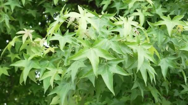 Hojas Verdes Arce Japonés Una Rama Árbol Jardín Exuberante Follaje — Vídeo de stock