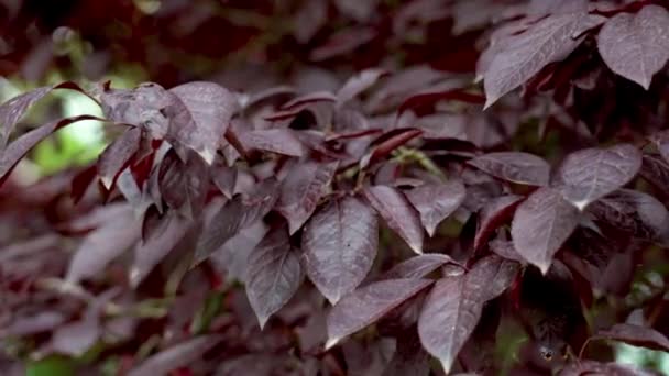Ameixa Cereja Prunus Cerasifera Folhas Vermelhas Roxo Escuro Exuberante Folhagem — Vídeo de Stock