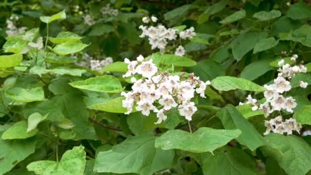 Northern Catalpa White Flowers Indian Bean Tree Branch Bignoniaceae Family — Stockvideo