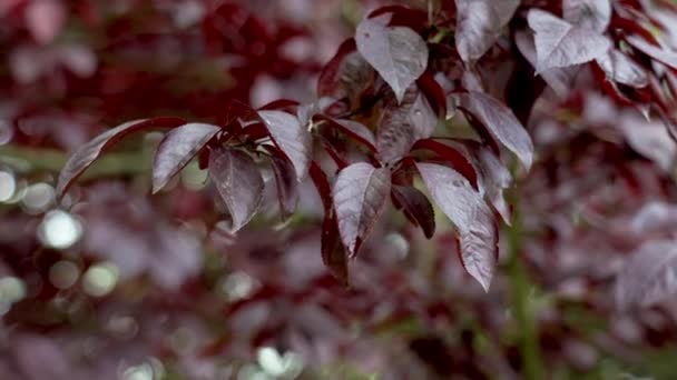 Rotes Dunkles Laub Von Prunus Cerasifera Einem Obstgarten Aus Nächster — Stockvideo