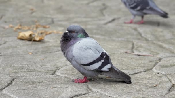 Pigeon Gris Oiseau Dans Parc Ville Gros Plan Concept Ornithologie — Video