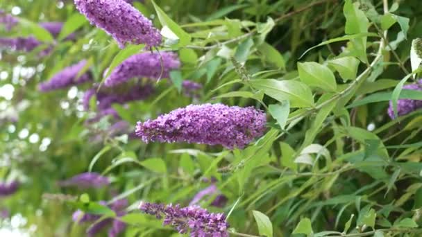 Blühende Lila Fliederblüten Auf Dem Hintergrund Sommergrüner Blätter Garten Schmetterlingsbusch — Stockvideo