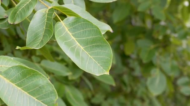 Ořechový Strom Zelenými Listy Létě Pěstované Rostliny Farmě Detailní Záběr — Stock video