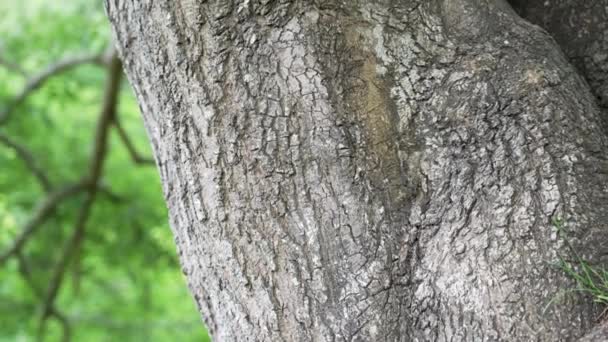 Rinde Altem Baum Aus Nächster Nähe Sommerwald Mit Rissigem Naturmuster — Stockvideo
