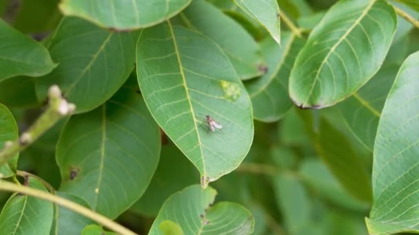 Insekt Fliegt Auf Einem Grünen Blatt Eines Walnussbaums Bauernschädling — Stockvideo