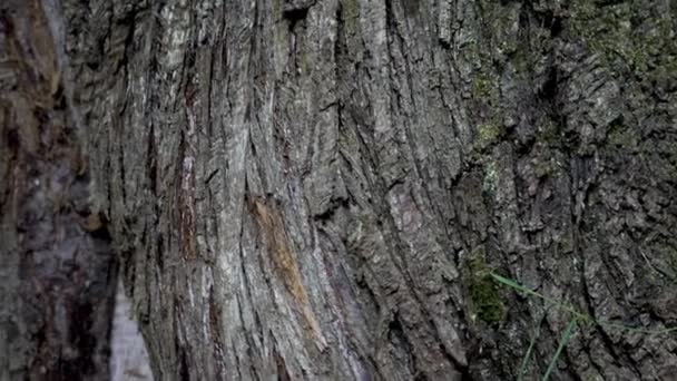 Detailní Starý Drsný Kmen Stromu Lese Zblízka — Stock video