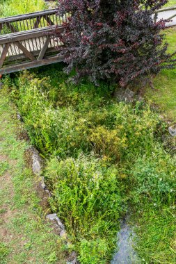 Ağacı ve ahşap köprüsü olan bir parkta terk edilmiş bir drenaj kanalı. Su israfı. Akan yağmur suyu. Çevresel sorunlar kavramı