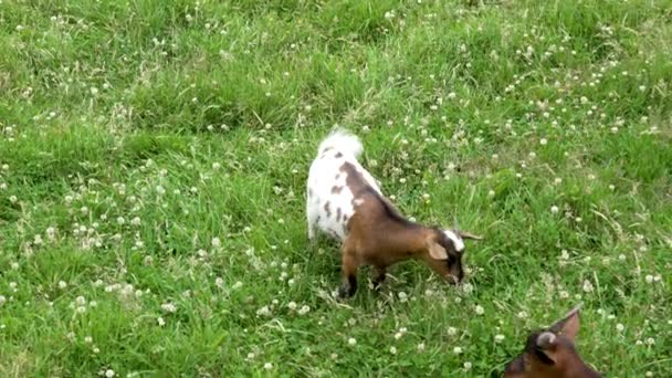 Horned Young Goats Rural Pasture Green Grass Farm — Vídeo de stock