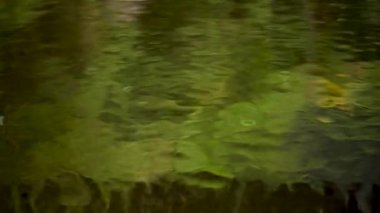 Terk edilmiş bir yüzme havuzunun dalgalı yeşil su yüzeyi. Tehlikeli kirlilik konsepti riski