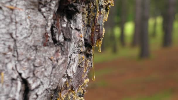 森林里一株针叶树的树皮上滴着一滴滴松脂的化石 自然琥珀色特写 — 图库视频影像
