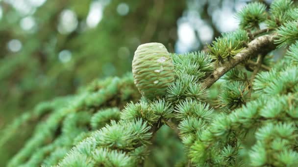 Cone Cedro Atlas Azul Ramo Com Agulhas Verdes Floresta Árvore — Vídeo de Stock