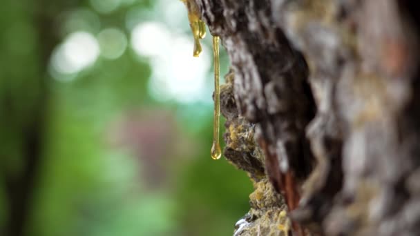 Skamieniała Kropla Żywicy Sosnowej Pniu Drzewa Iglastego Lesie Zielone Letnie — Wideo stockowe